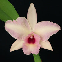 Load image into Gallery viewer, Pot. Paxton Brooks &#39;Orange Surprise&#39; x Laelia rubescens (aurea x alba)