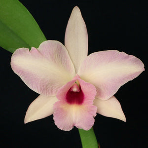 Pot. Paxton Brooks 'Orange Surprise' x Laelia rubescens (aurea x alba)