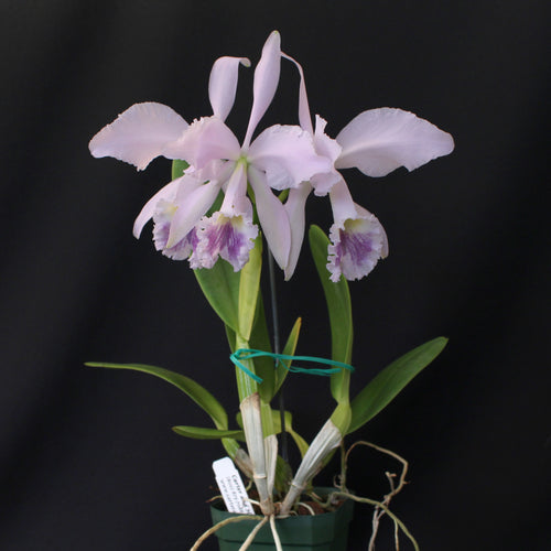 Cattleya labiata var. coerulea  *In Bloom*