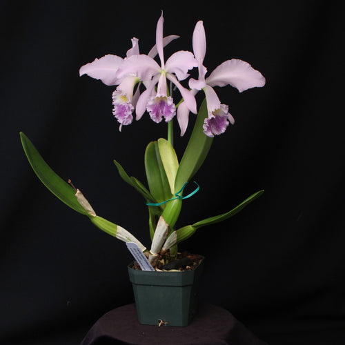 Cattleya labiata var. coerulea  *In Bloom*
