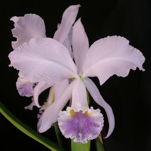 *FLASK* Cattleya Enid var. coerulea x Cattleya Gentle Cloud