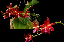 Load image into Gallery viewer, 6-Pack Phalaenopsis Corning-Cervi