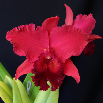 *FLASK* Pot. Carolina Splendor x Blc. Eagle Island