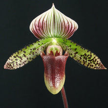 Load image into Gallery viewer, Maudiae Paphiopedilums in Bud 4&quot; pots