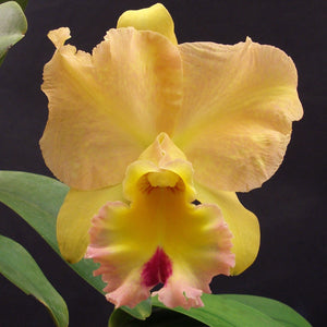 Blc. Phillip Bedenbaugh