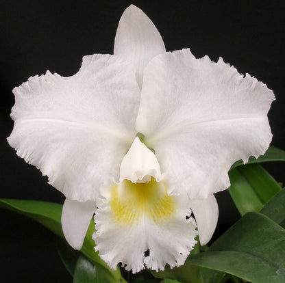 *6-Pack* Cattleya Celestial Bliss