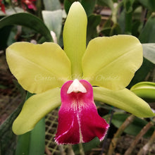 Load image into Gallery viewer, Blc. Green Goddess ‘Golden Delight’ AM/AOS  *Division*