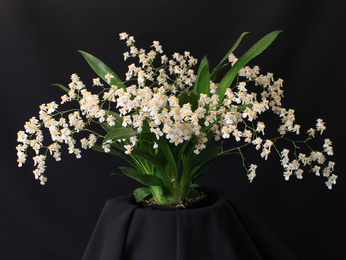 Oncidium Tsiku Marguerite  *In Spike*