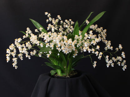 Oncidium Tsiku Marguerite  *In Spike*