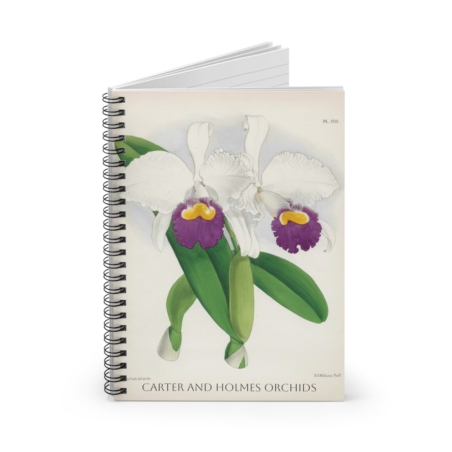 White Cattleya Orchid Spiral Notebook | Ruled Lined Journal, Botanical Illustration