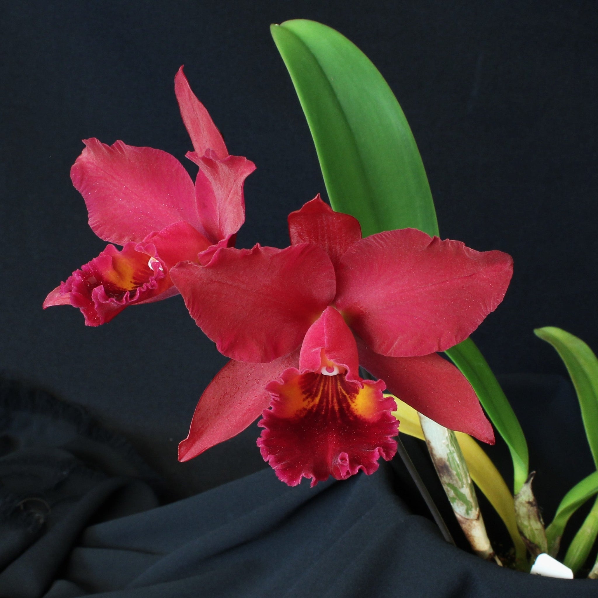 Orchid Catalog- Carter and Holmes Orchids – Tagged