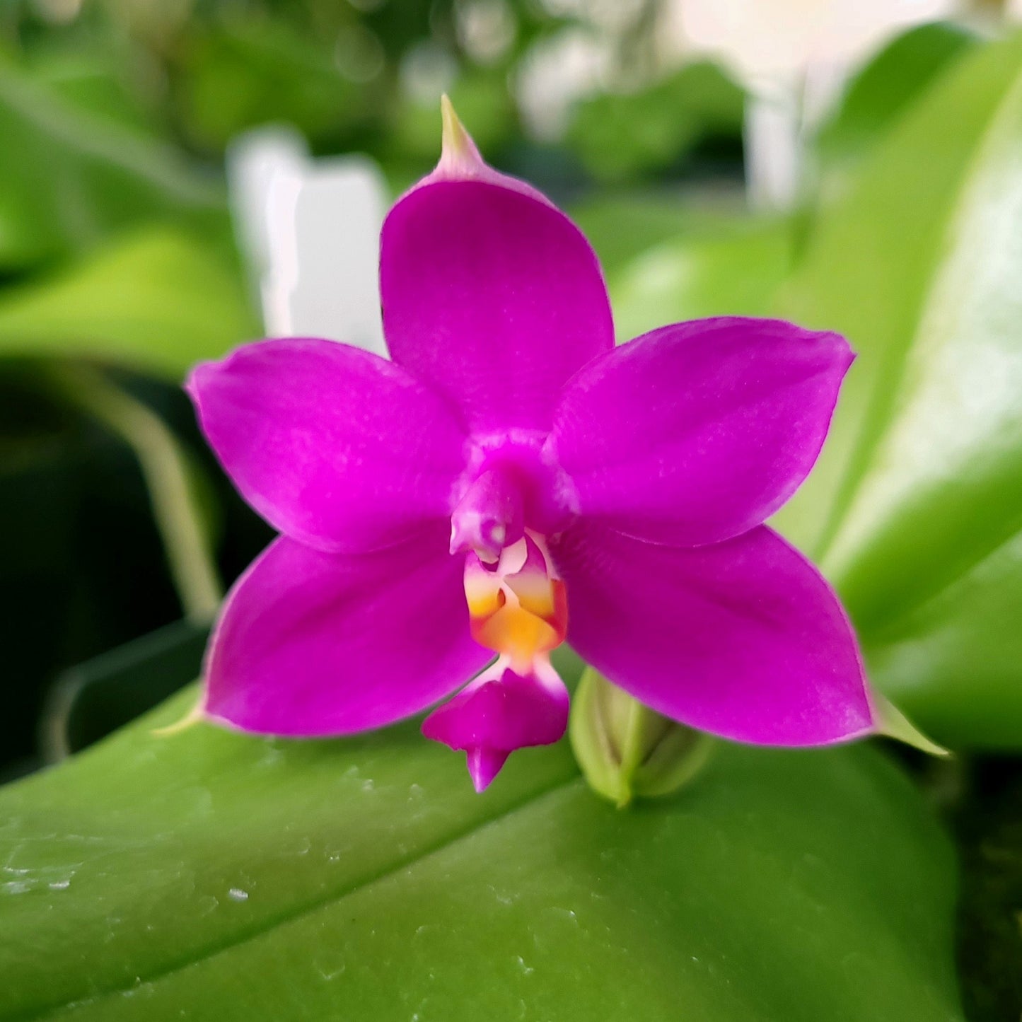 *6-pack*  Phalaenopsis violacea var. magenta x sibling
