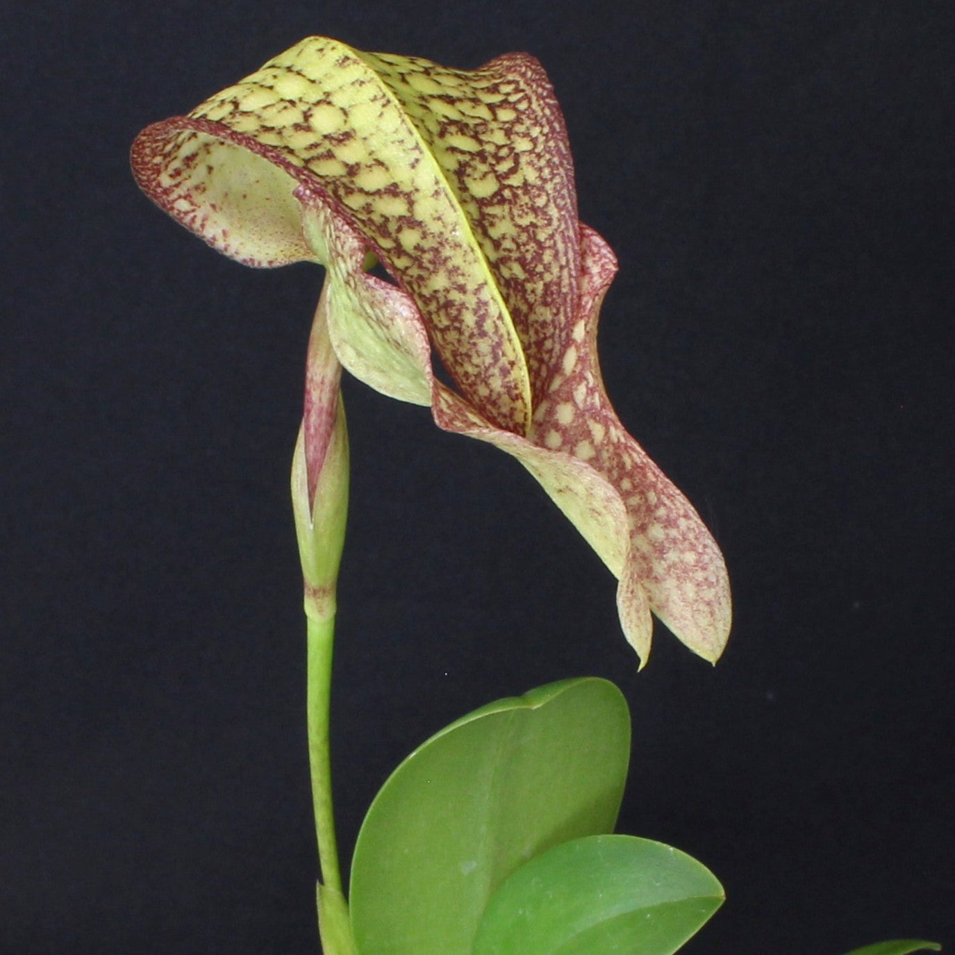 10390Bulbophyllym.jpg?v=1751568541
