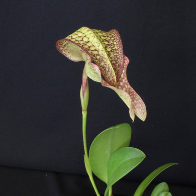 Bulbophyllum micholitzii var. album x Bulbophyllum arfakianum