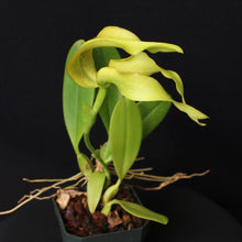 Load image into Gallery viewer, Bulbophyllum micholitzii var. album &#39;Magnifico&#39; x self