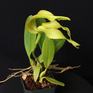 Bulbophyllum micholitzii var. album 'Magnifico' x self