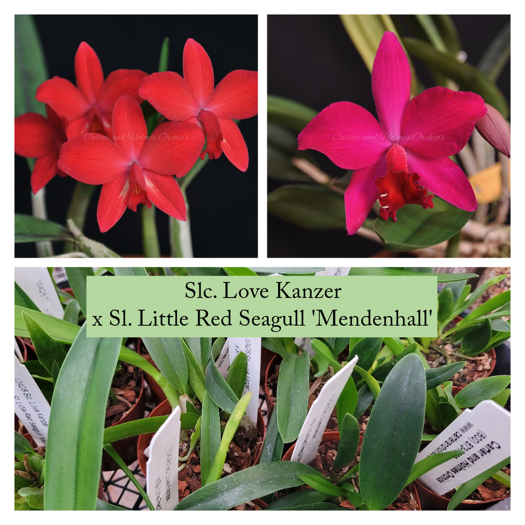 Slc. Love Kanzer x Sl. Little Red Seagull 'Mendenhall'