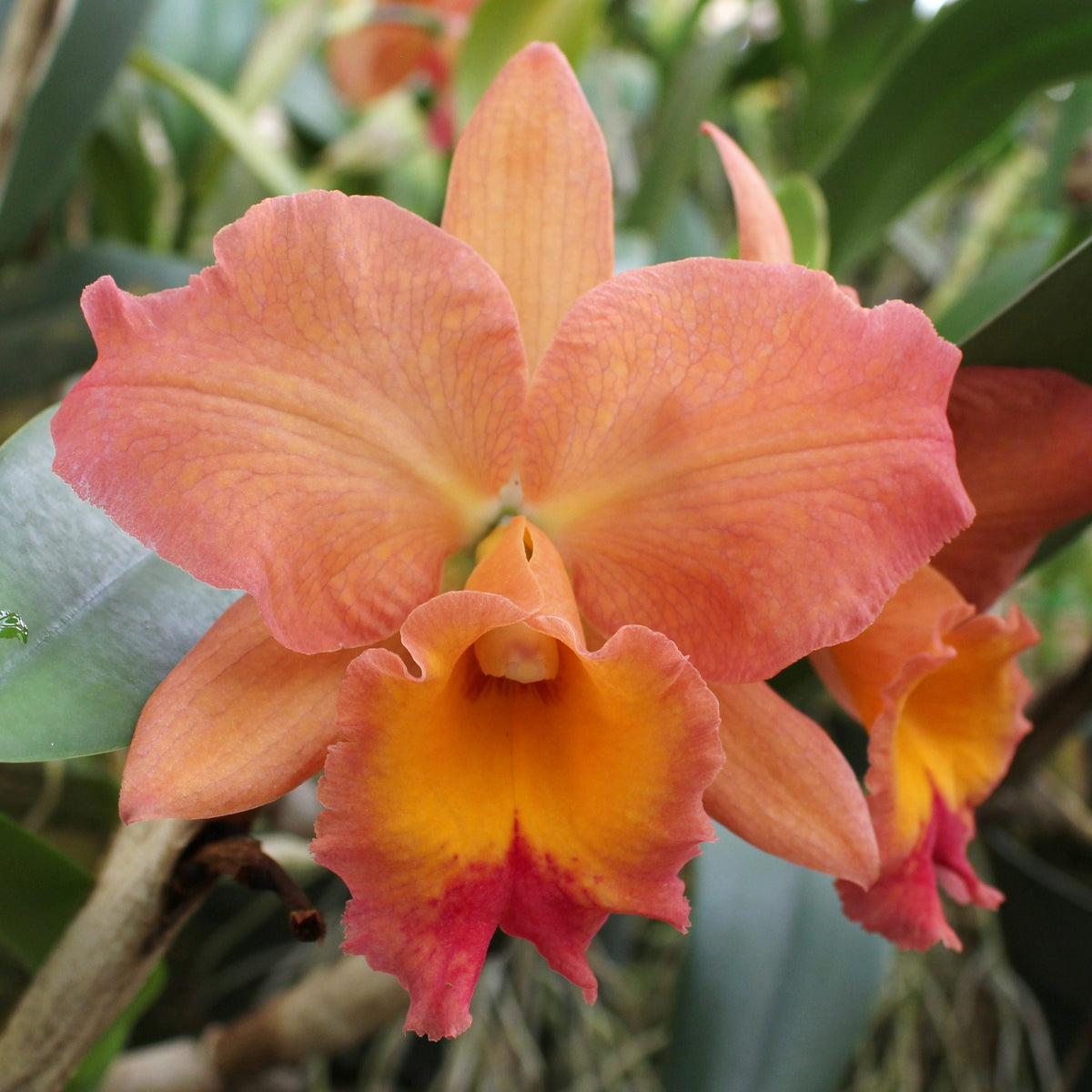 *FLASK* Blc. Martha Brooker x Blc. Nina de Primavera