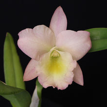 Load image into Gallery viewer, Blc. Bouton D&#39;or x Brassavola glauca