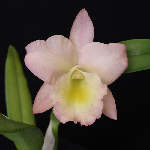 Blc. Bouton D'or x Brassavola glauca