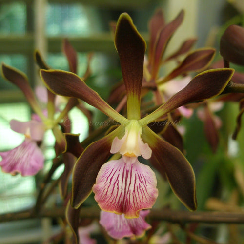 Encyclia Orchid Jungle 'Newberry' x Encyclia Ginger Snap