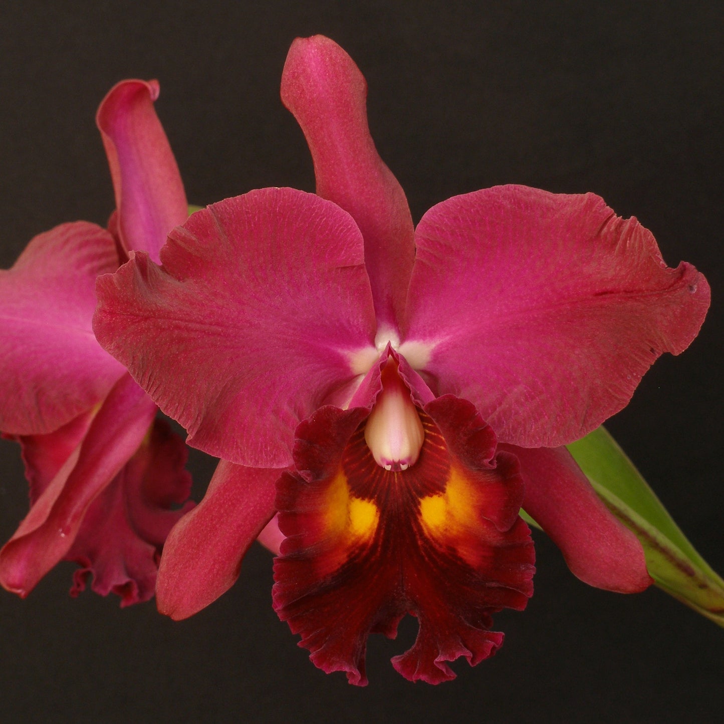 **COMPOT** Blc. Raven Rock x Blc. Lynches River (A)