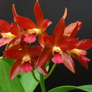 Cattleya Fort Motte x Cattleya Chocolate Drop