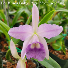 Load image into Gallery viewer, Lc. Blues Baby