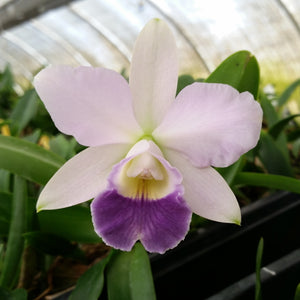 Lc. Canhamiana coerulea x Lc. Caitlin Yarborough