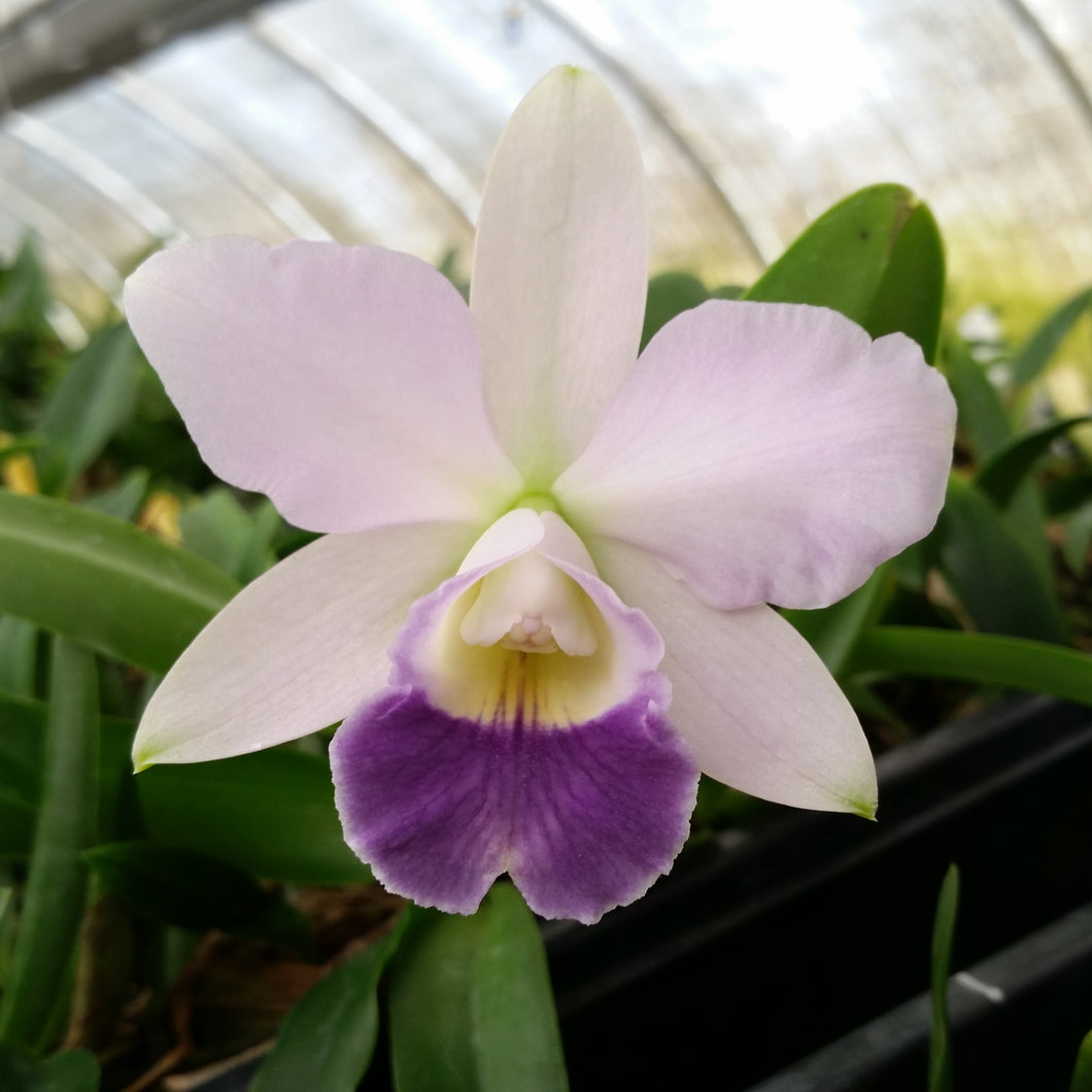 Lc. Canhamiana coerulea x Lc. Caitlin Yarborough