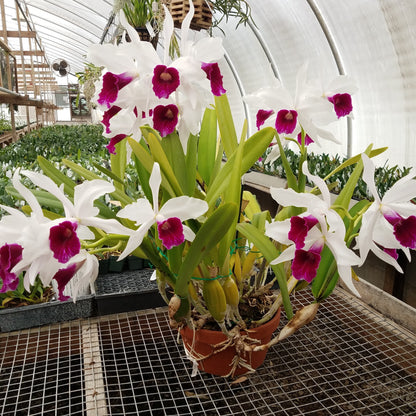Laelia purpurata var. semi-alba