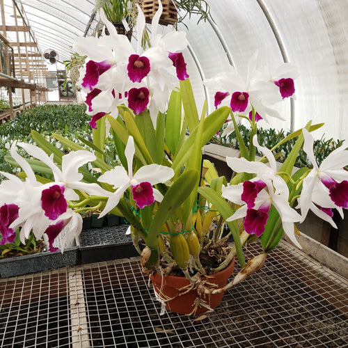 Laelia purpurata var. semi-alba
