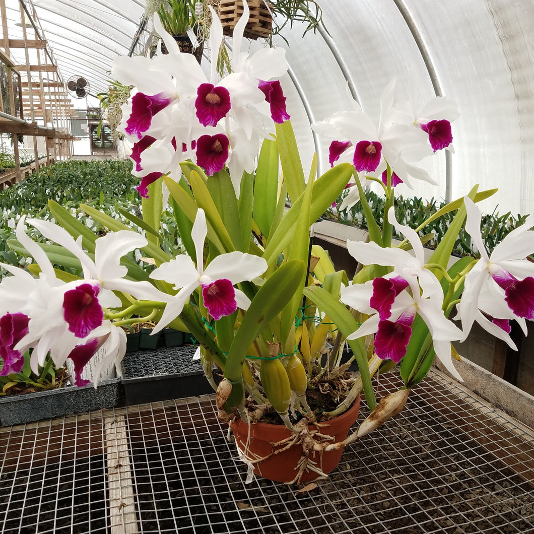 Laelia purpurata var. semi-alba