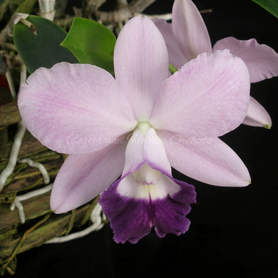 Lc. Itsa Blue