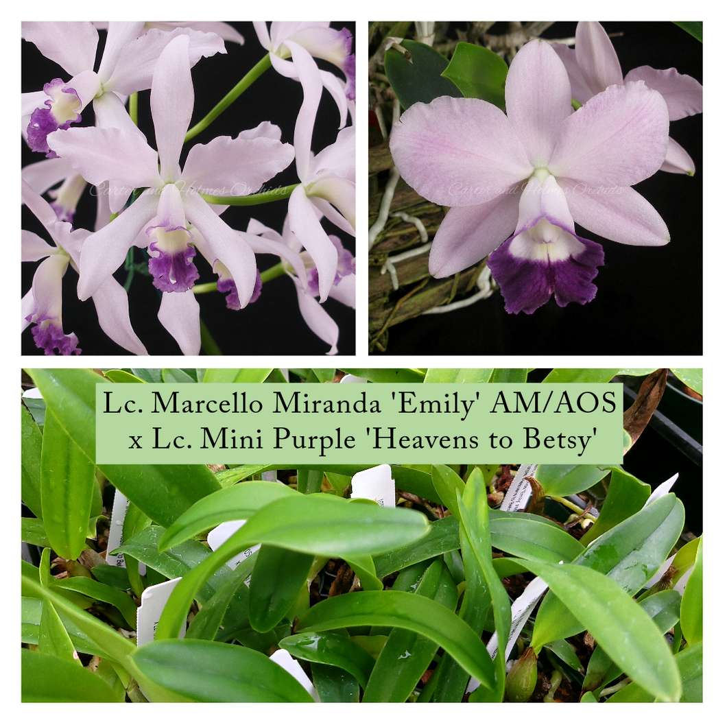 Lc. Marcello Miranda 'Emily' AM/AOS  x Lc. Mini Purple 'Heavens to Betsy'
