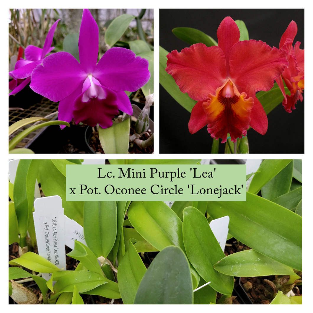 Lc. Mini Purple 'Lea' x Pot. Oconee Circle 'Lonejack'