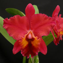 Load image into Gallery viewer, Lc. Mini Purple &#39;Lea&#39; x Pot. Oconee Circle &#39;Lonejack&#39;