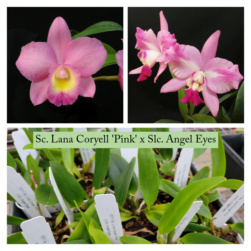Sc. Lana Coryell 'Pink' x Slc. Angel Eyes