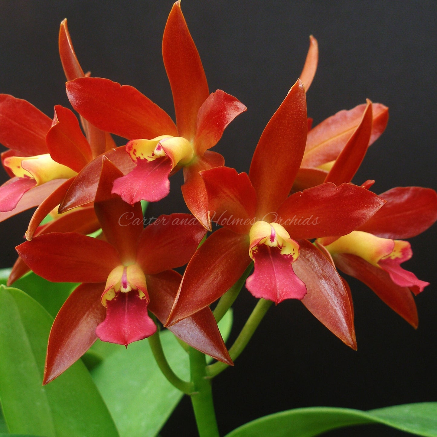 Cattleya Chocolate Drop x Blc. Bouton Star