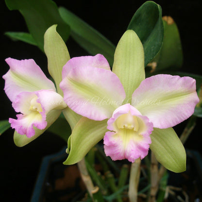 Blc. Hawaiian Satisfaction x Cattleya bicolor 4N