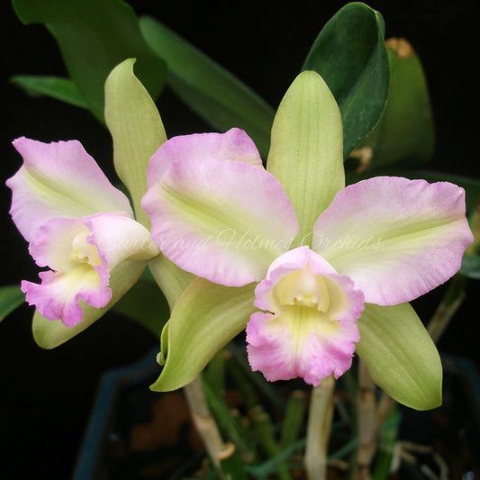 Blc. Hawaiian Satisfaction x Cattleya bicolor 4N