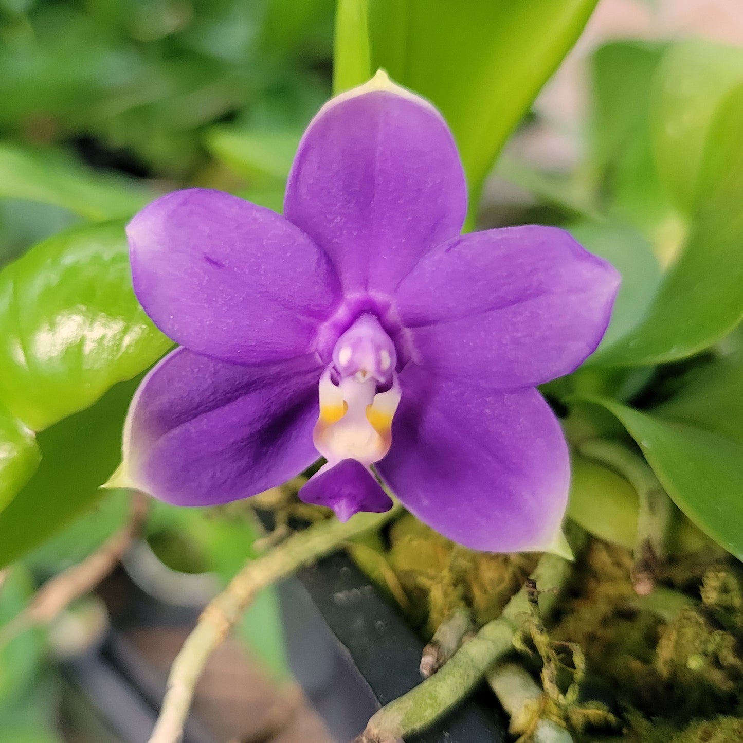 *6-pack*  Phalaenopsis violacea var. indigo x sibling