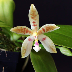 6- pack  Phalaenopsis Meen Estrella