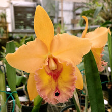 Load image into Gallery viewer, Blc. Wainae King x Blc. Chun Yeah