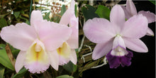 Load image into Gallery viewer, Blc. (Moon Miss x Dubiosa) x Lc. Mini Purple 'Heavens to Betsy'