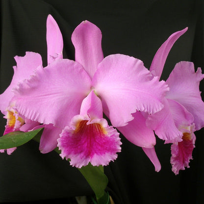 Cattleya mossiae x Lc. Indian Spring  *NEW*