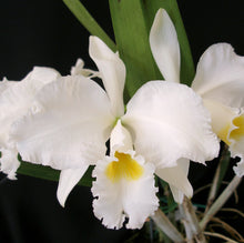Load image into Gallery viewer, Cattleya Intertexta alba