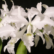 Load image into Gallery viewer, Cattleya Intertexta alba