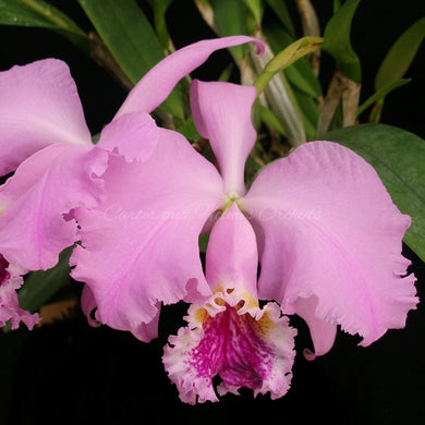 Lavender Cattleya mossiae orchid in flower
