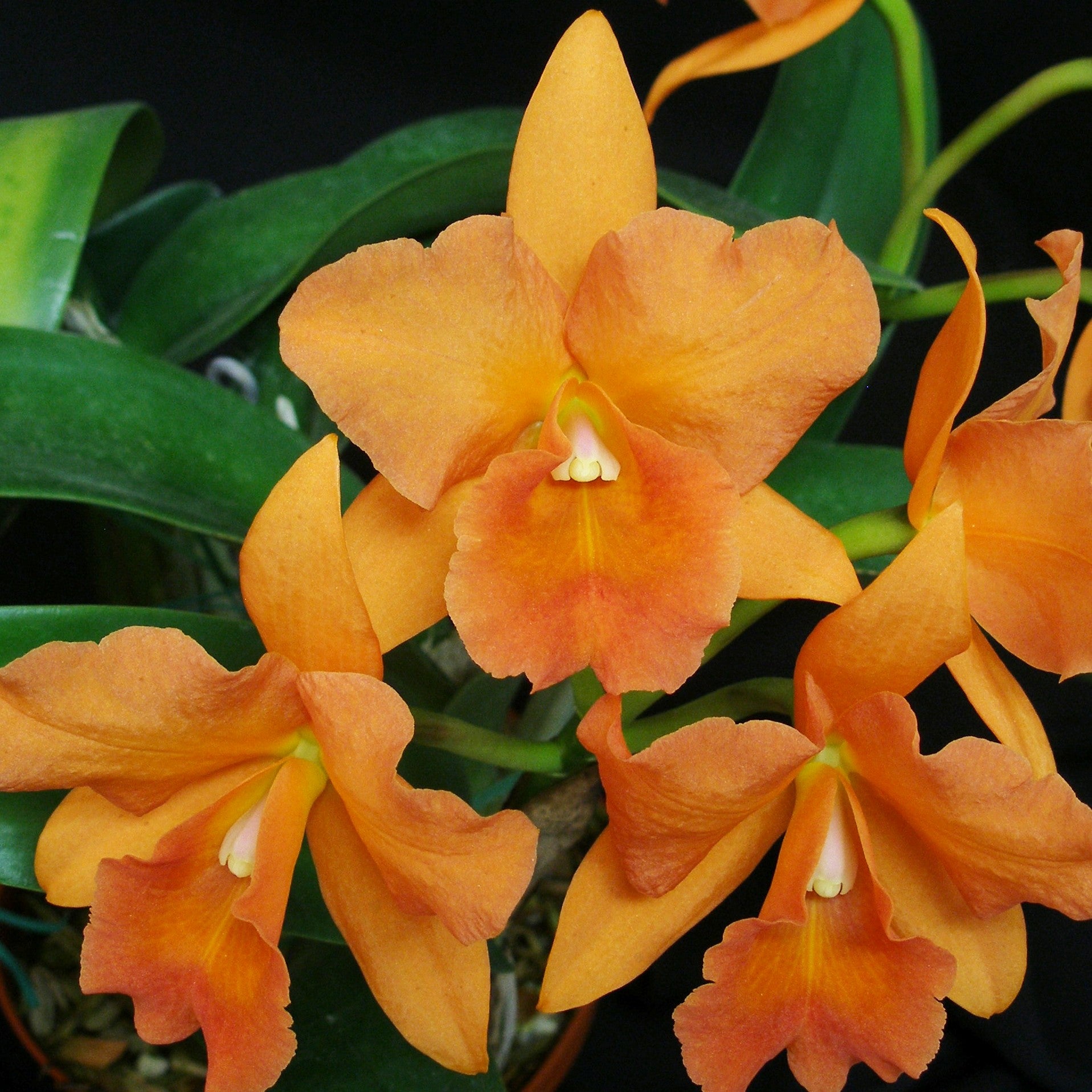 Blc. Newberry Bronze Butterfly – Carter and Holmes Orchids
